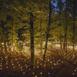 pulse_forest_bentonville_2022_er_002 : Landscape