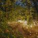 pulse_forest_bentonville_2022_er_006 : Landscape